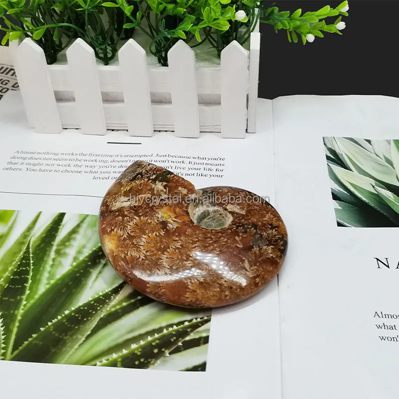 
Wholesale natural quartz crystal fossil snail fossil ammonite fossil mineral specimen 