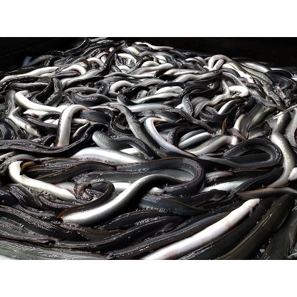 Vacuum Packaging Japanese High Quality Anguilla Frozen Boiled Eel