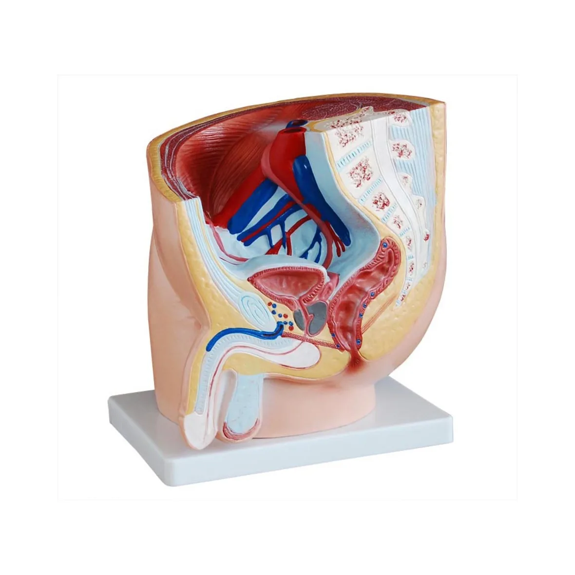 High Quality Biology Human Sagittal Anatomy Anatomical Model Human Male Pelvis Section For Teaching Use