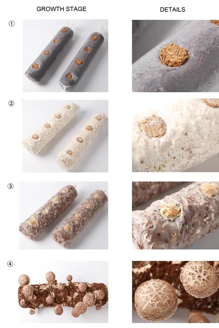Easy cultivate high yield  factory direct sale  shiitake mushroom spawn champignon mushroom seeds