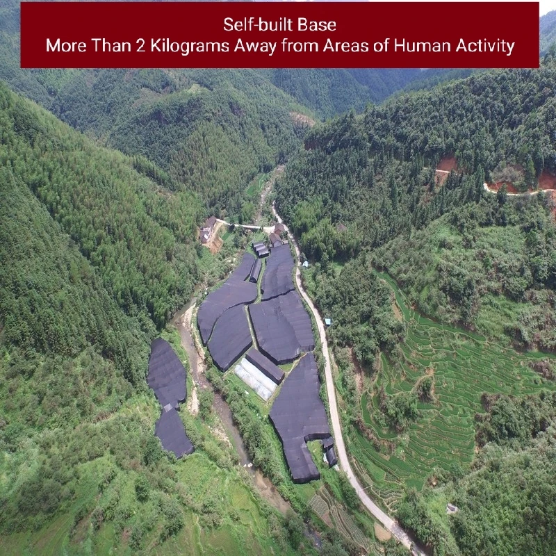 Ganoderma Lucidum GMP Certificated 100% organic Reishi Mushroom Lingzhi Spore Powder