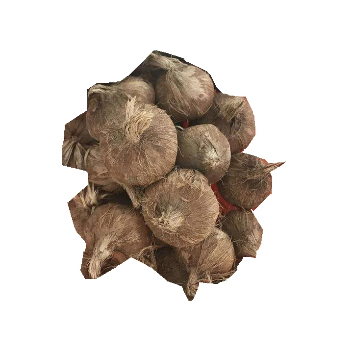 High quality flower Fresh saffron crocus bulbs for sale
