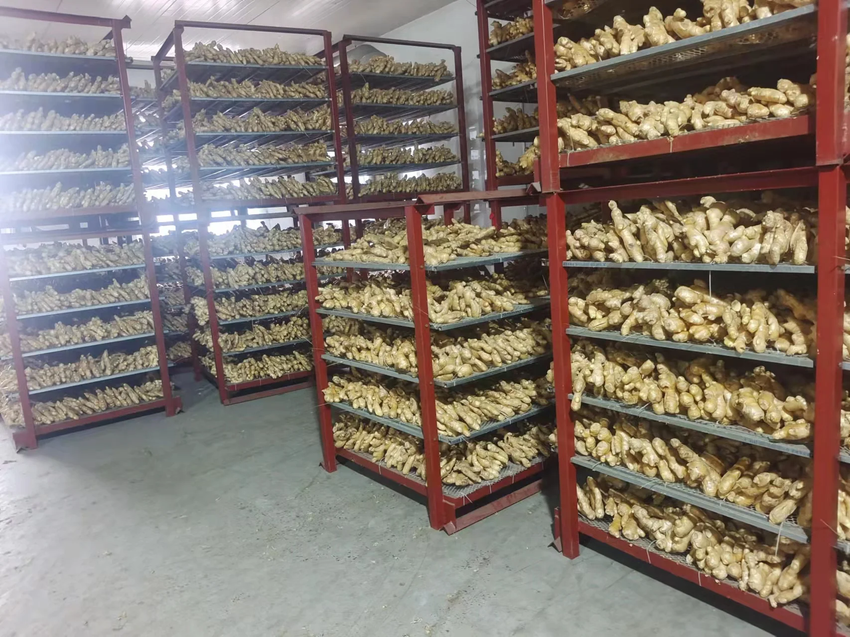 Premium Quality Fresh Ginger Directly Sourced from Origin - Boost Your Health Naturally