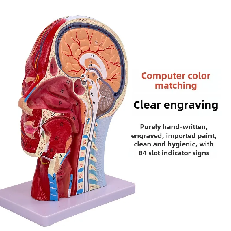 SUNNYMED SY-N027 PVC Anatomical Model Human Facial Shallow Muscle Neurovascular Model in Skin Color Manikin for Nurse Training