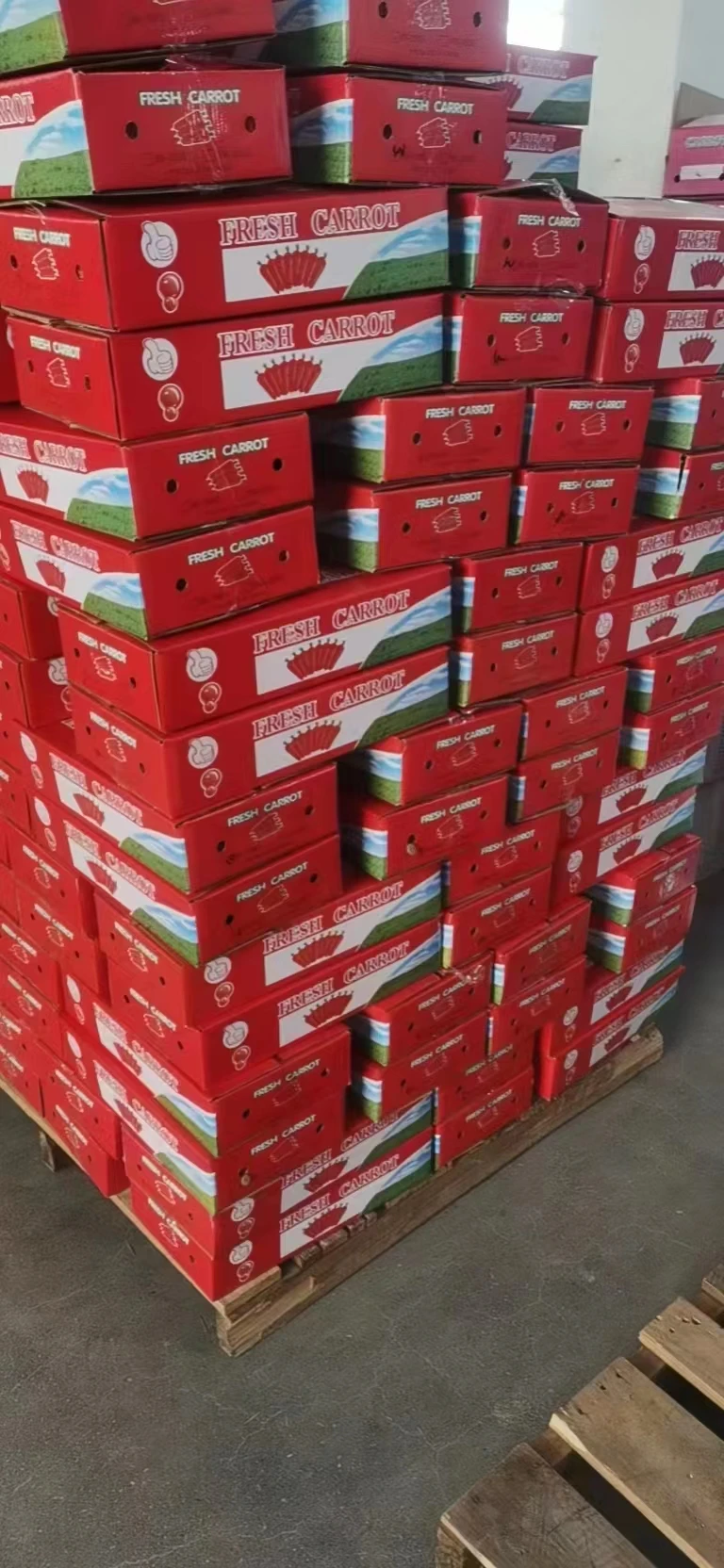 Fresh China Carrot Red Carrot