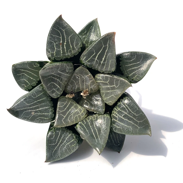 
for office Real natural plant mini succulent plants 