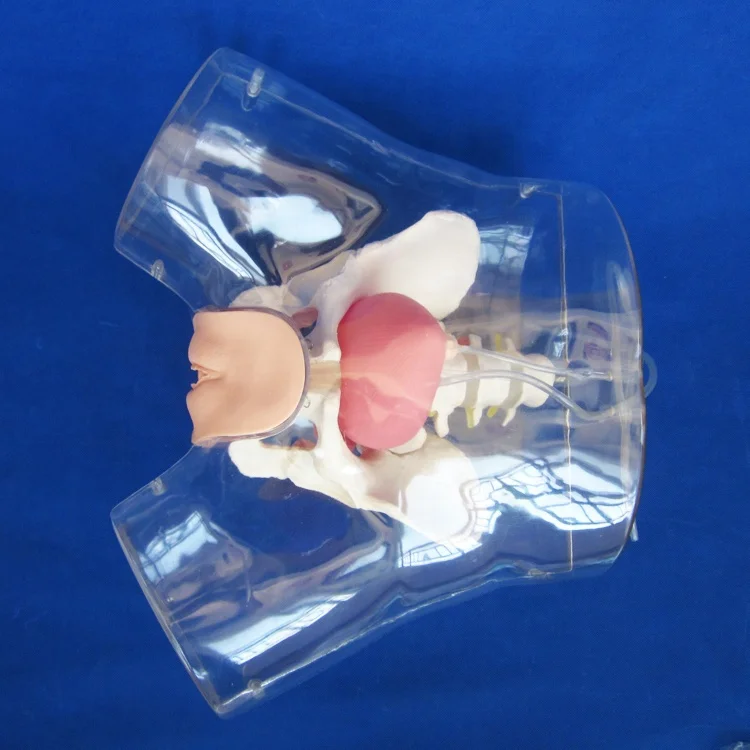 Transparent Urethral Catheterization Trainer, Female Nursing Training Model