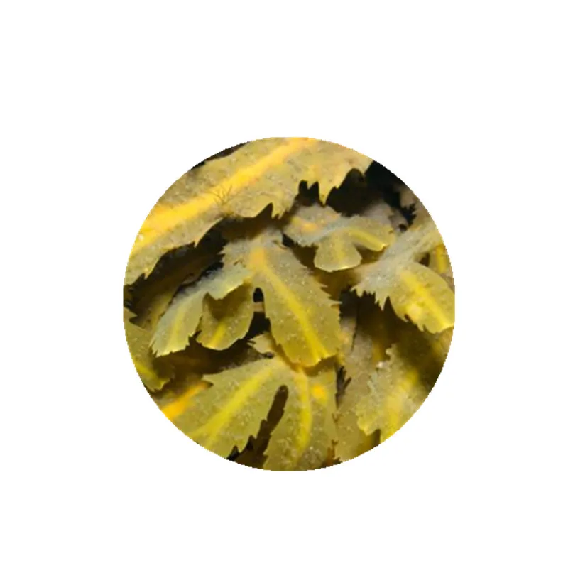 High quality immunity boost fucoidan extract 85% fucoidan