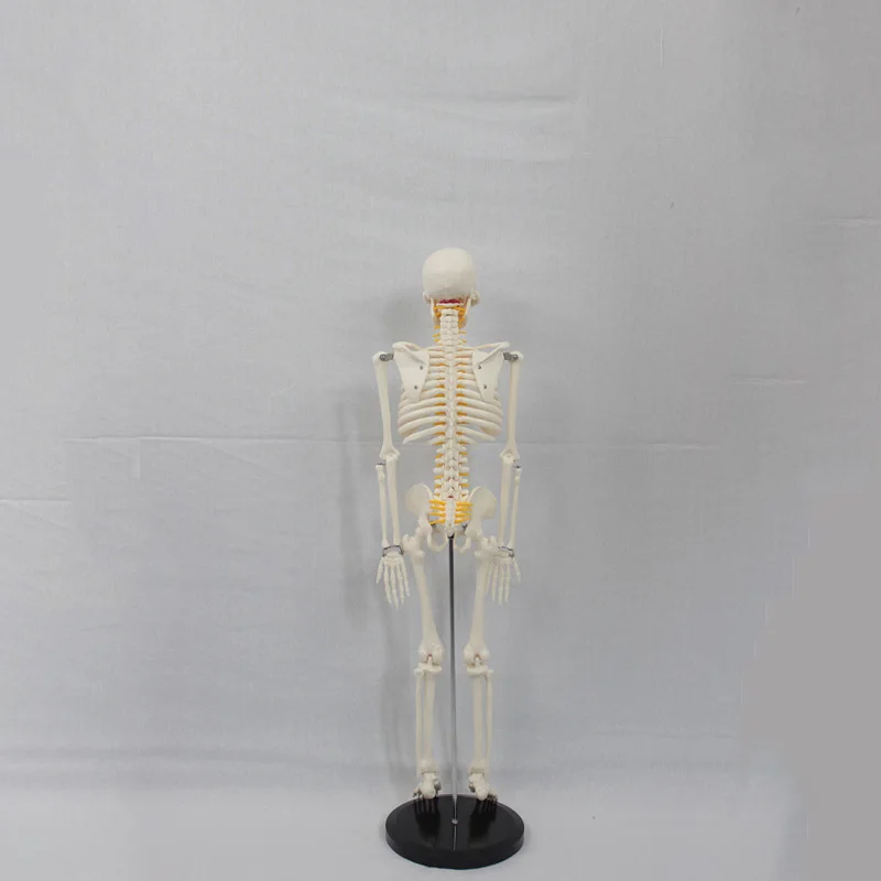 85CM Flexible Human Skeleton Model With Nerve