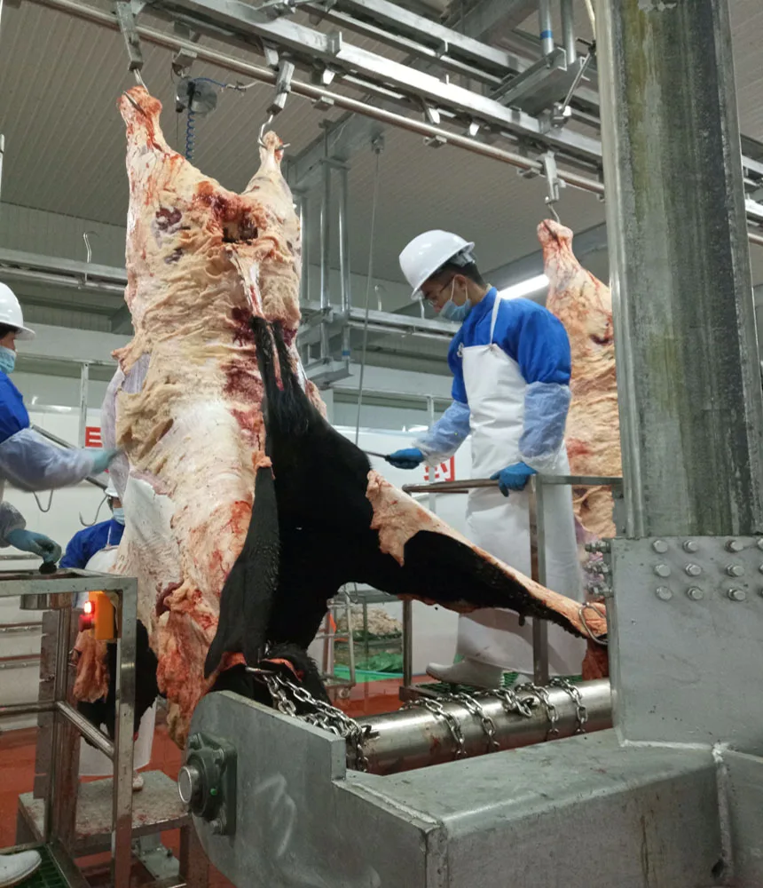 Halal cow slaughtering line for cattle slaughter house