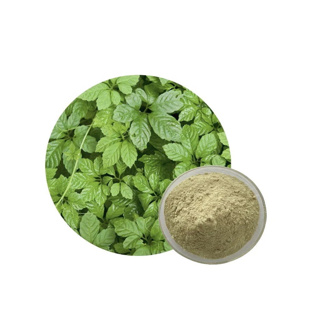 High Quality Natural Herbal Extract Gynostemma Pentaphylium Extract Gypenosides 98%