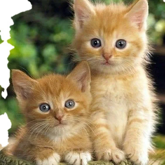 Консалтинговая служба по профилактике FIP / FIPV