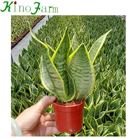 Wholesale Different Types Of Sansevieria
