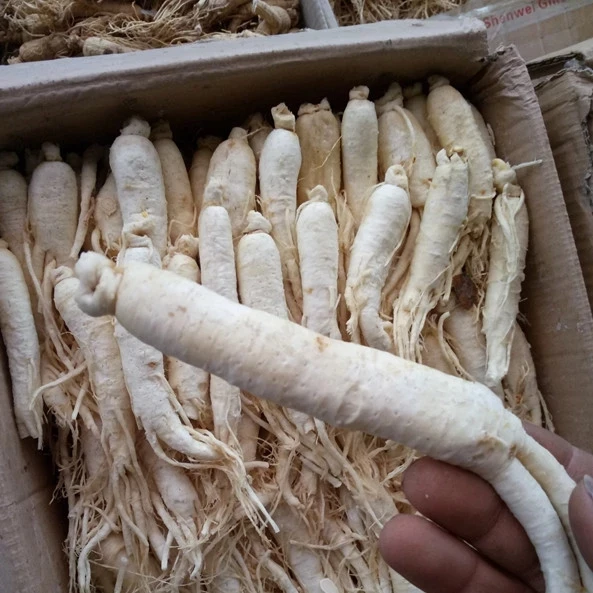 HUARAN Ginseng Wholesale Pure Natural Sugar Ginseng Root Chinese Herbs Dried White Ginseng