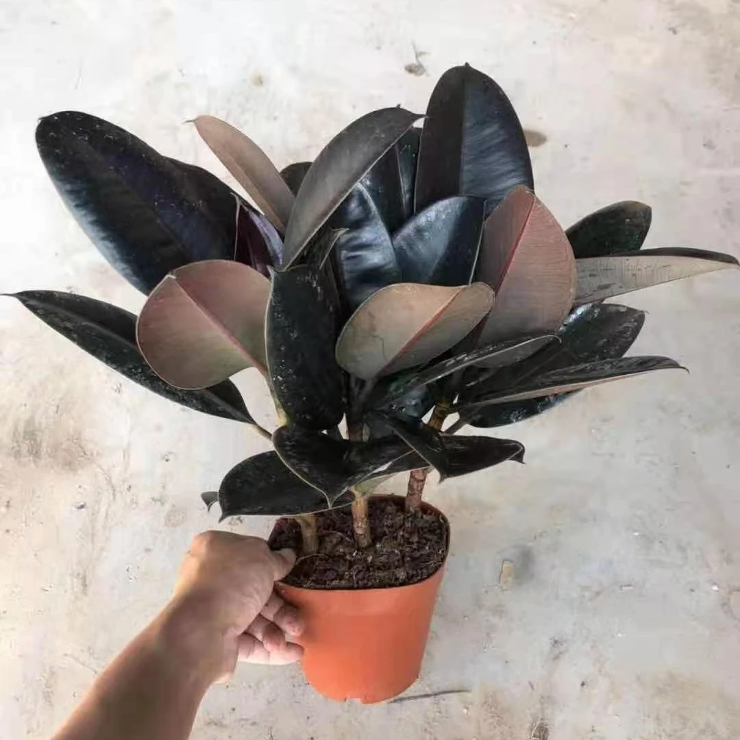 Oramental растения фикус растения черный принц