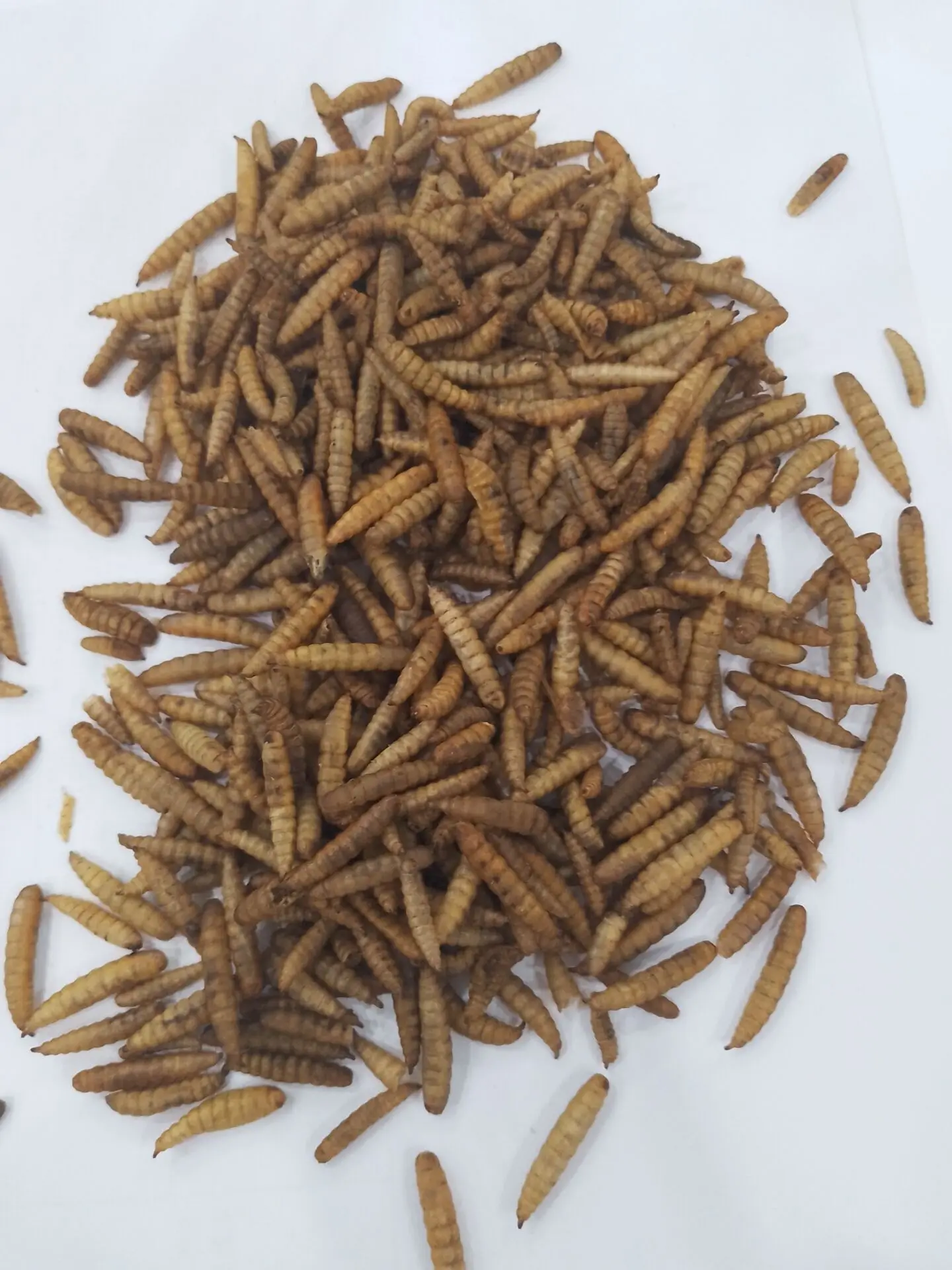High protein Microwave dried calci worm Dried black soldier fly wild bird food pet food fish food