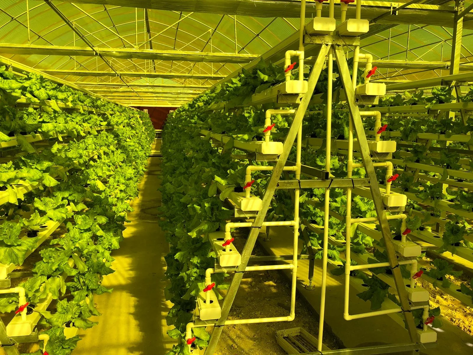 Customized Commercial Hydroponics Vertical Grow System for Greenhouse City Farm