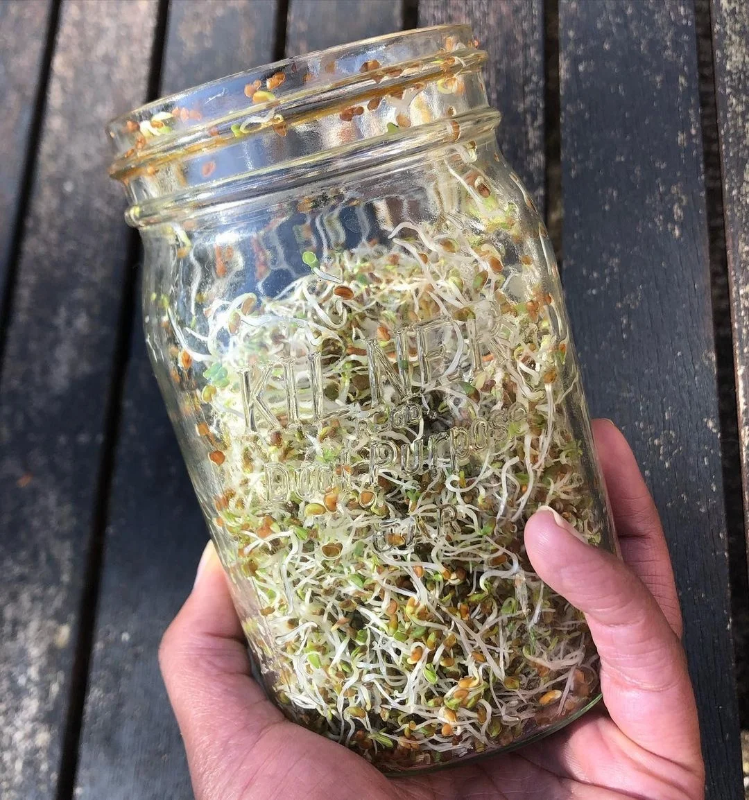 Grade One Fresh and Dry Alfalfa seeds