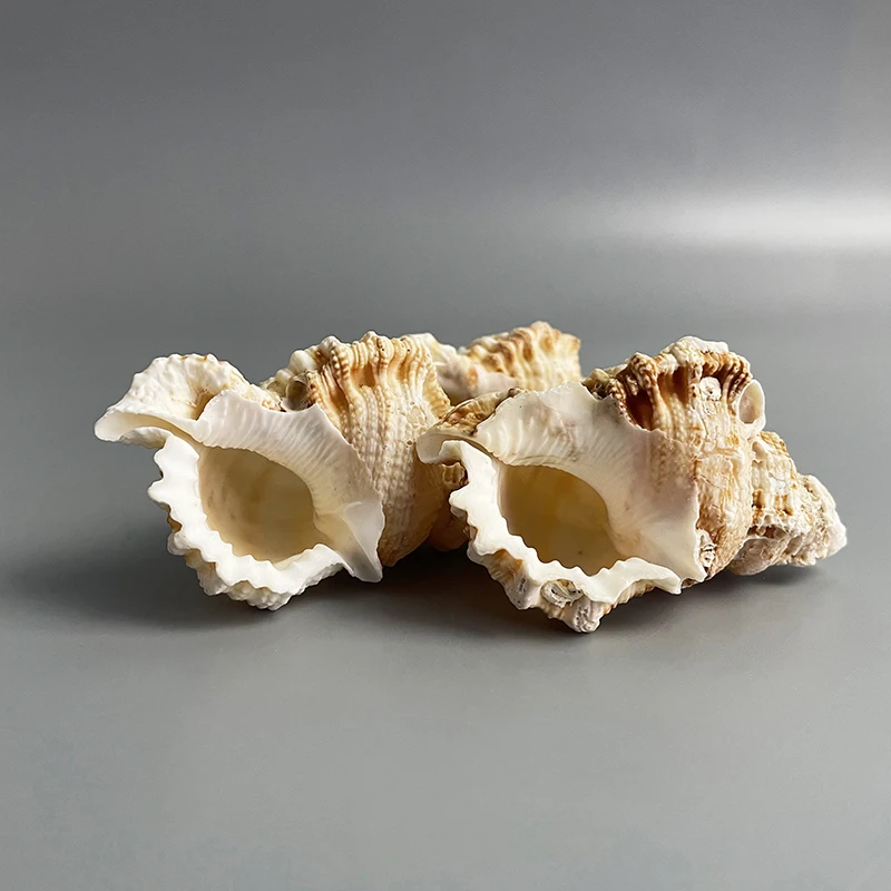 Wholesale Natural Conch Shell Flat Tooth Conch Shell With Specimen Collection Fish Tank Decoration