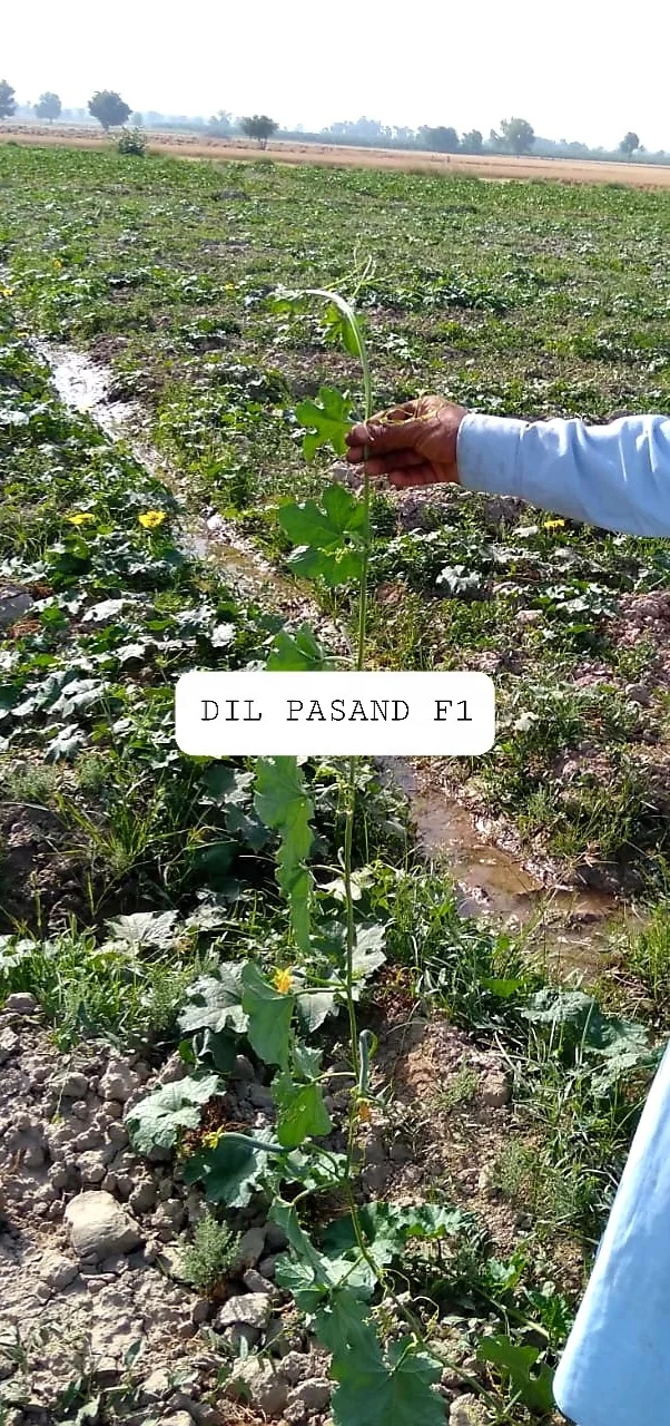 Семена губчатой тыквы Hybrid DIL PASAND