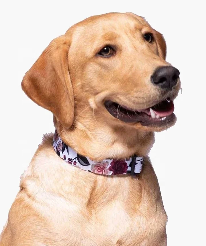 
Custom Personalized Fresh Roses Design Adjustable Nouveau Rouge Dog Leash Set Pet Belts Comfort Pets Accessories Dog Collar 