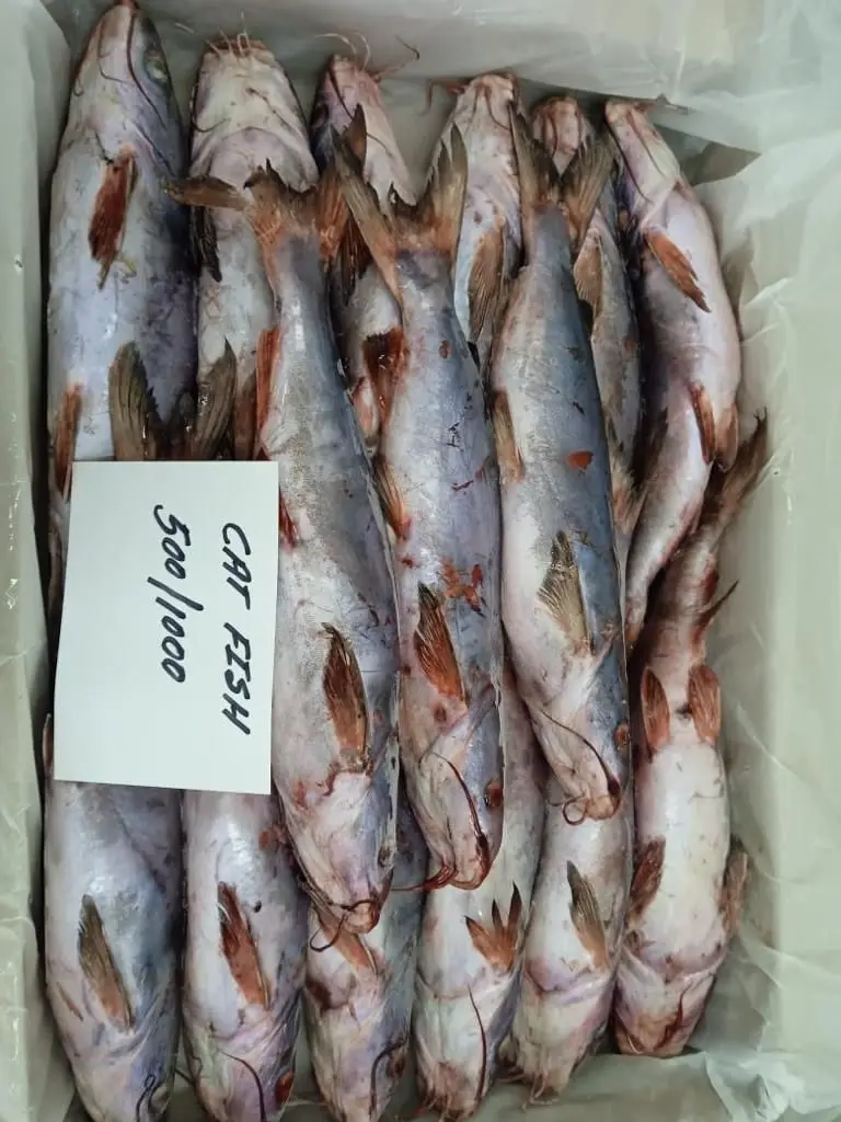 Cat Fish Export Smoke Catfish Oman Origin