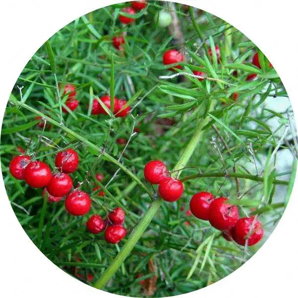 Functional Proportional Herbal Spartacus Asparagus Shatavari Extract Powder