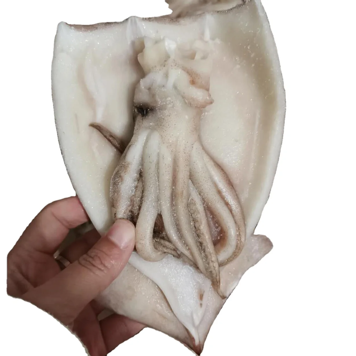 Трубка для замороженных кальмаров с кожей и щупальца T + T для рынка для фабрики