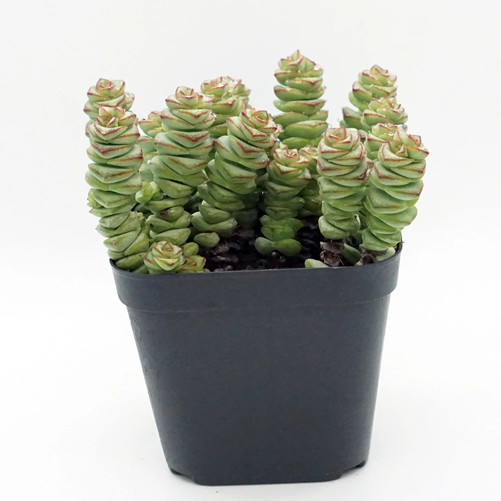 
Rare succulents wholesale plants live natural fresh korean echeveria succulents 