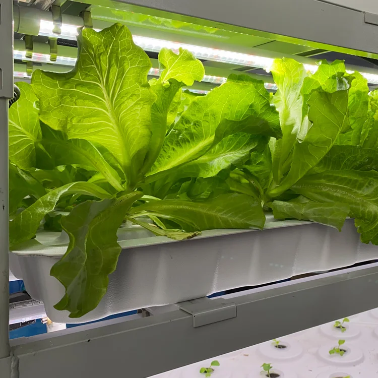 vertical farming racks fast fit hydro 1.2 meters 3 layers growing racks for mass lettuce production w / o grow trays grow lights