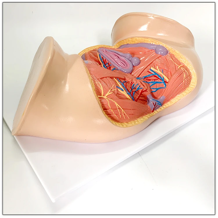Female Perineum Shallow Muscle Blood Vessels and Nerves Anatomy Model