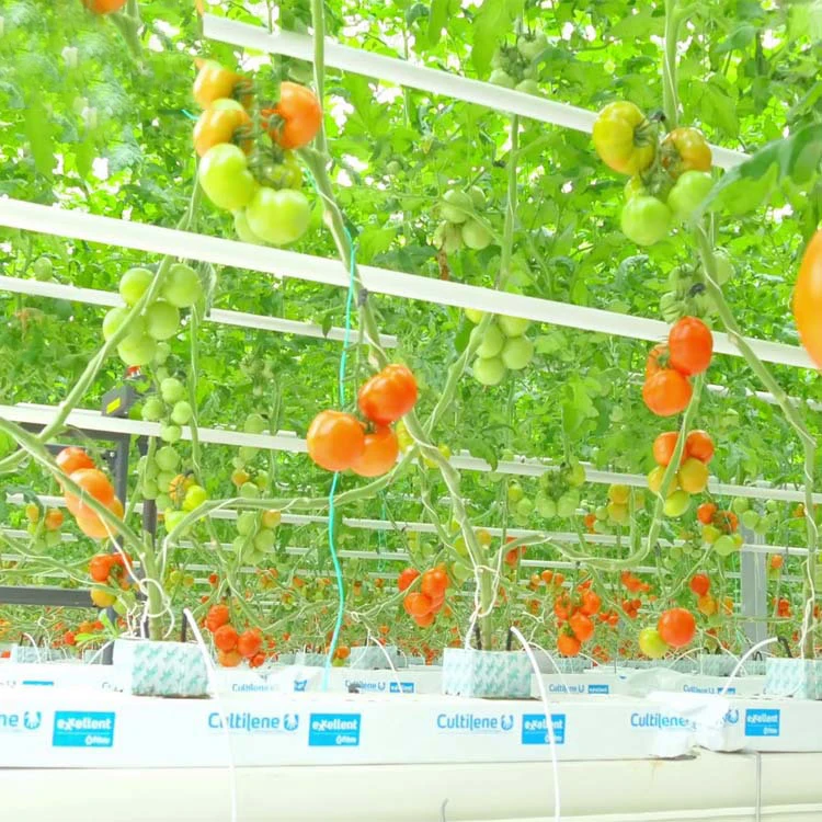 Hydroponics Aquaponic System Vertical Growing Media Rock Wool Blocks Cubes