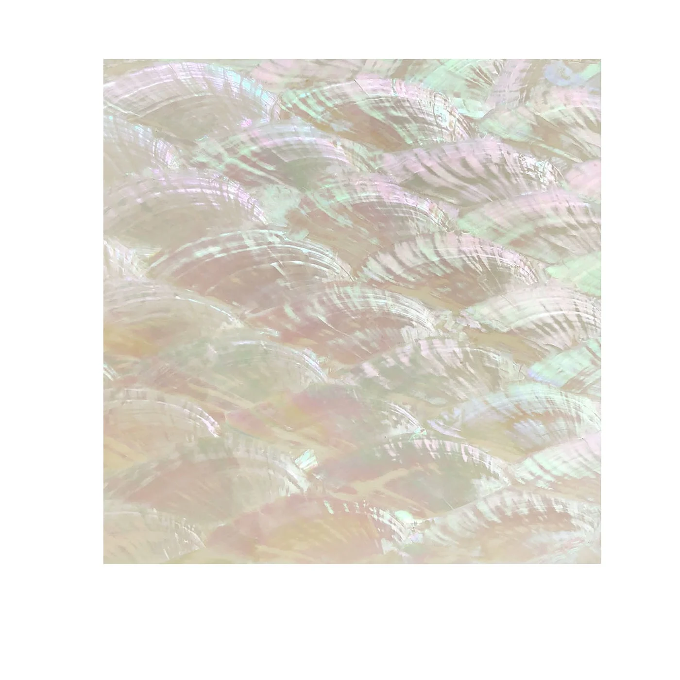 XE-068 Customization Colorful  Natural Shell Paper Scallop  In Shell  Seashell Mosaic For Art Jewelry Decoration