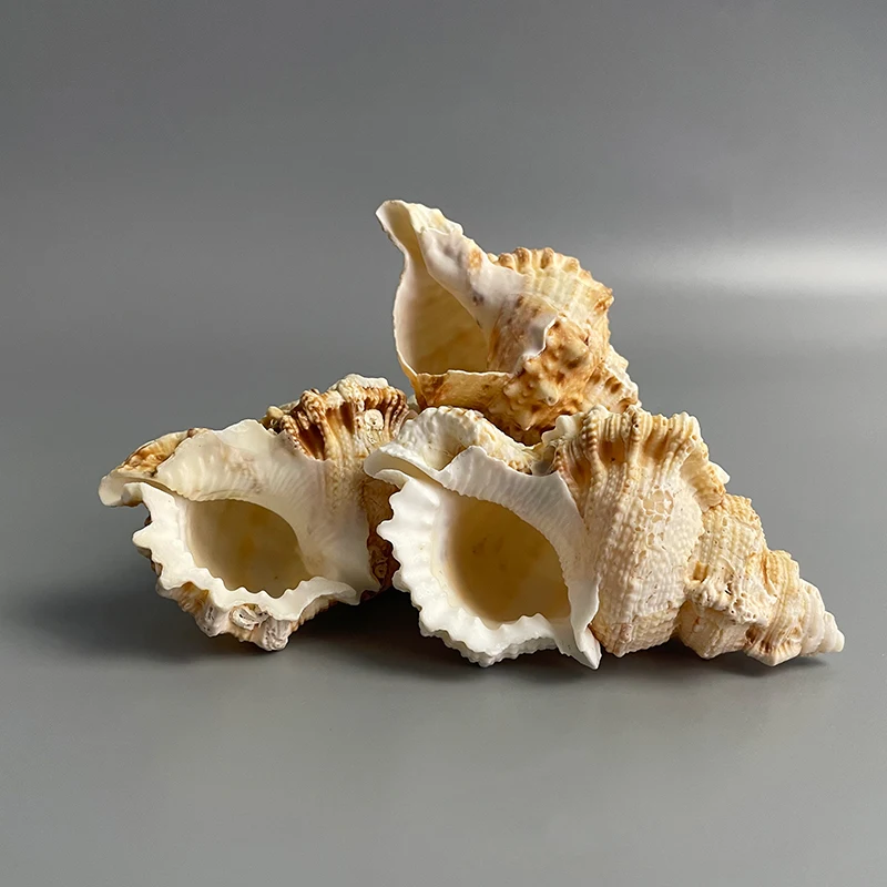 Wholesale Natural Conch Shell Flat Tooth Conch Shell With Specimen Collection Fish Tank Decoration
