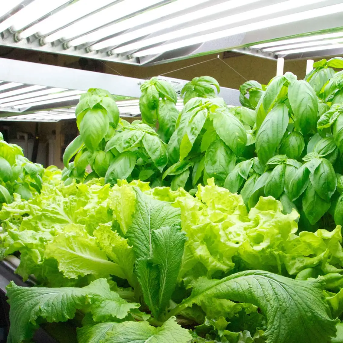 T5 4ft 8lamp Fluorescent Ho Bulbs Included T5 Grow Lights Fixtures for Indoor Horticulture Gardening