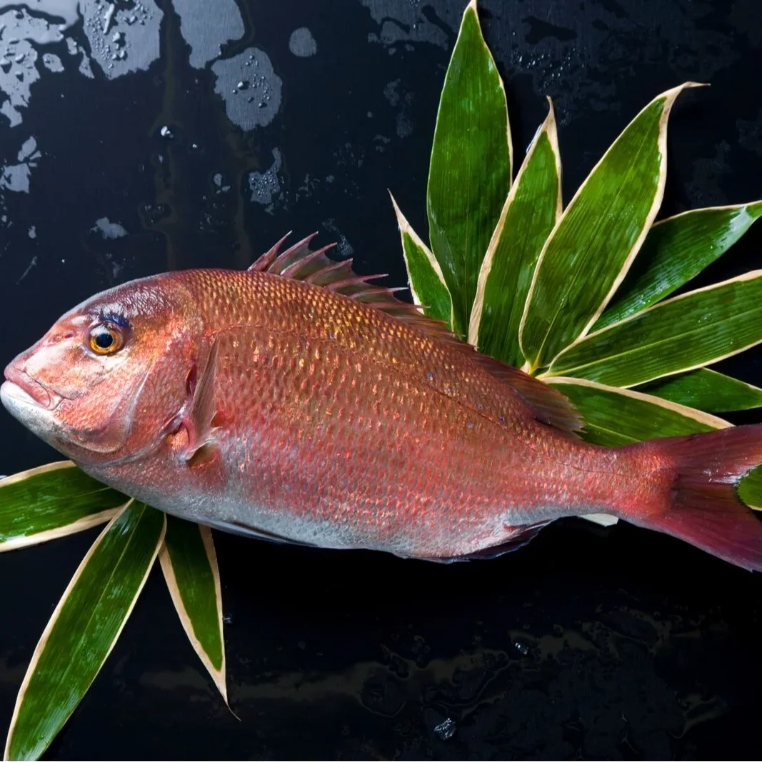 Замороженное Филе красного морского леща японская рыба