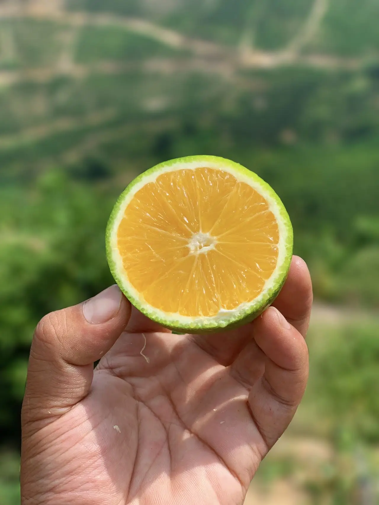 China Sweet Sand Sugar Oranges Mandarin Orange