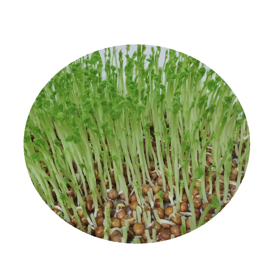 Высококачественные семена microgreen 1 кг, семена белого гороха и овощей