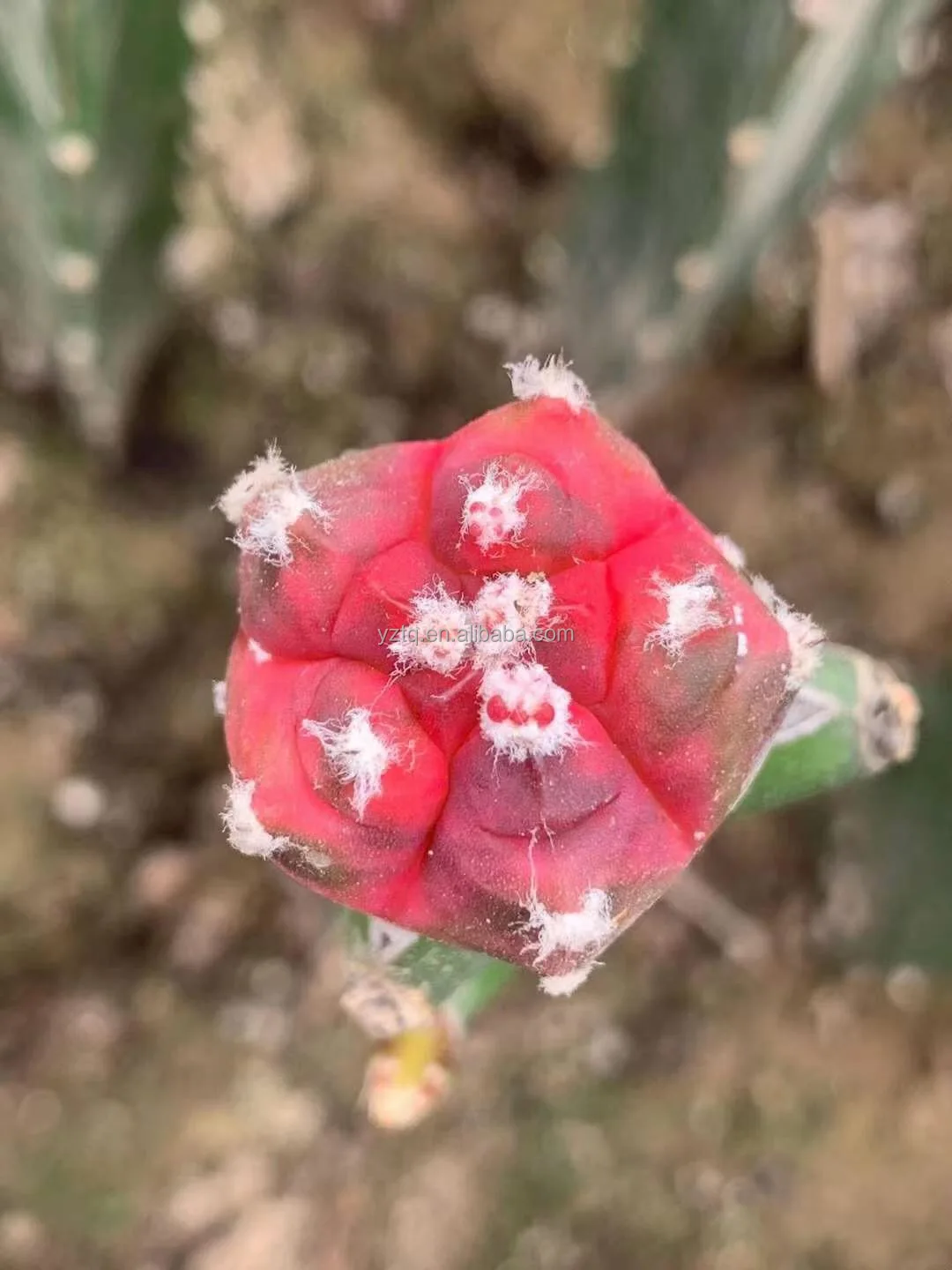 
Wholesale live cactus Mario Astrophytom Plants indoor cactus plants grafted tree cactus 