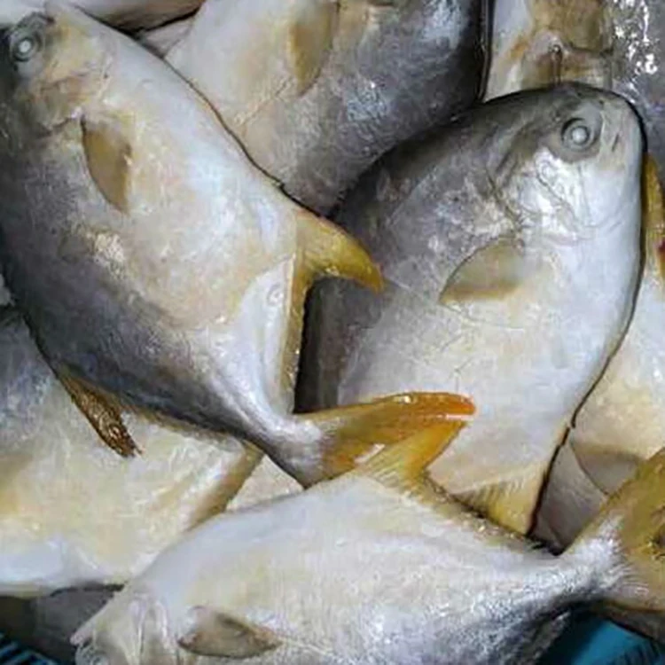 Factory Price SANFENG Seafood Yellow Pomfret Fish Golden Pompano for Sale
