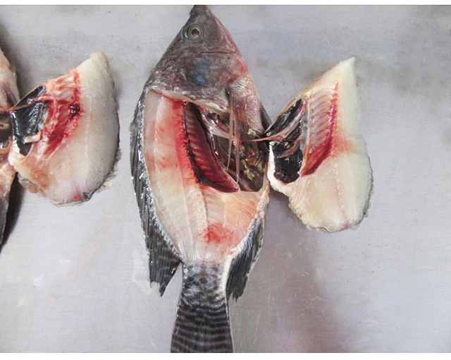 Seapride 300-500g fresh frozen black tilapia poisson wholesale price