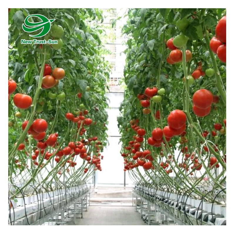 
custom size agricultural grow hydroponics system tomato glass greenhouse 