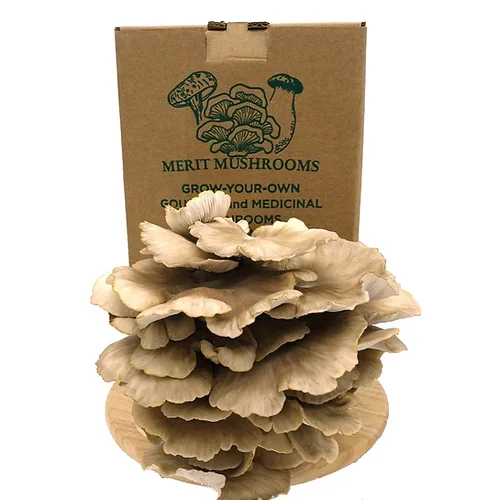 Short Shipping Time Large Summer Oyster mushroom puncture repair kit grow box indoor