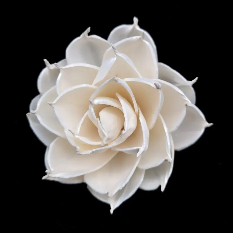 
65 Pack of Sola Indian Pony Flowers 8cm For Arrangements/DIY Gifts 