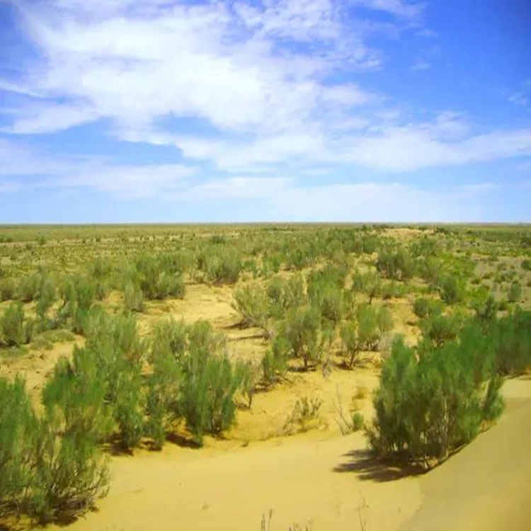 Soil Improvement Fodder Seeds Haloxylon Ammodendron Seeds For Camel