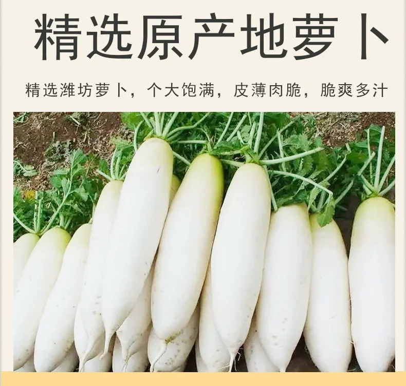 New Raw Material White Radish  Pickled Radish Slice for sushi with good quality White Radish