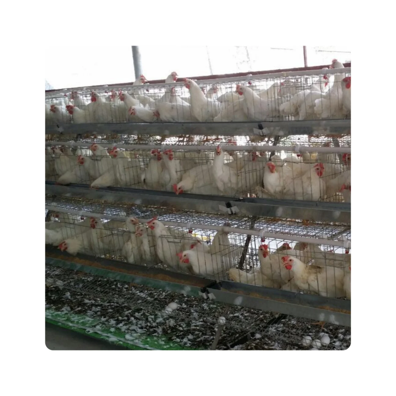A type galvanized chicken cages for laying hen poultry cage Chicken Layer Cage Used In Poultry Farm