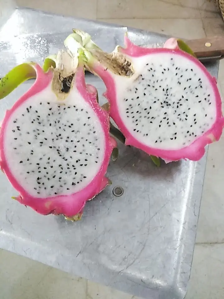 The Hot Selling Competitive Price For White Dragon Fruit Made In Vietnam With High Grade Have 3 Months Maturity