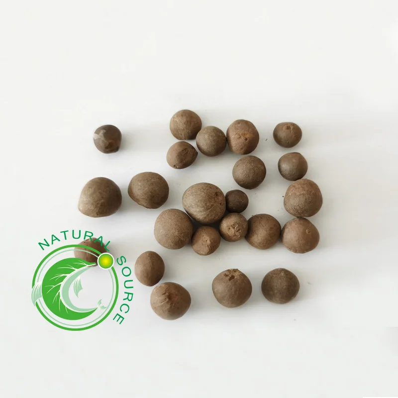 
camellia japonica / camellia flower bulbs seeds 