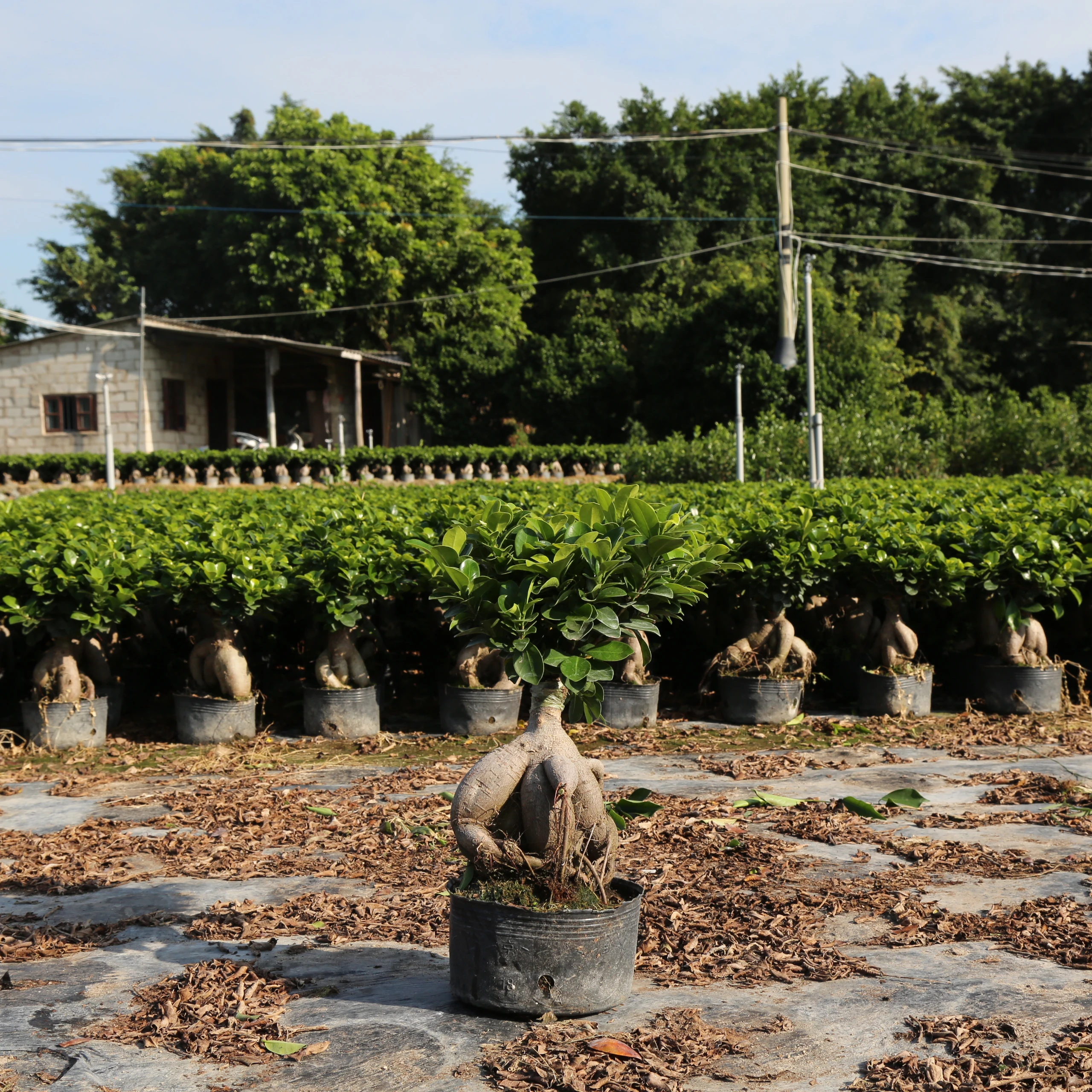 ficus microcarpa bonsai